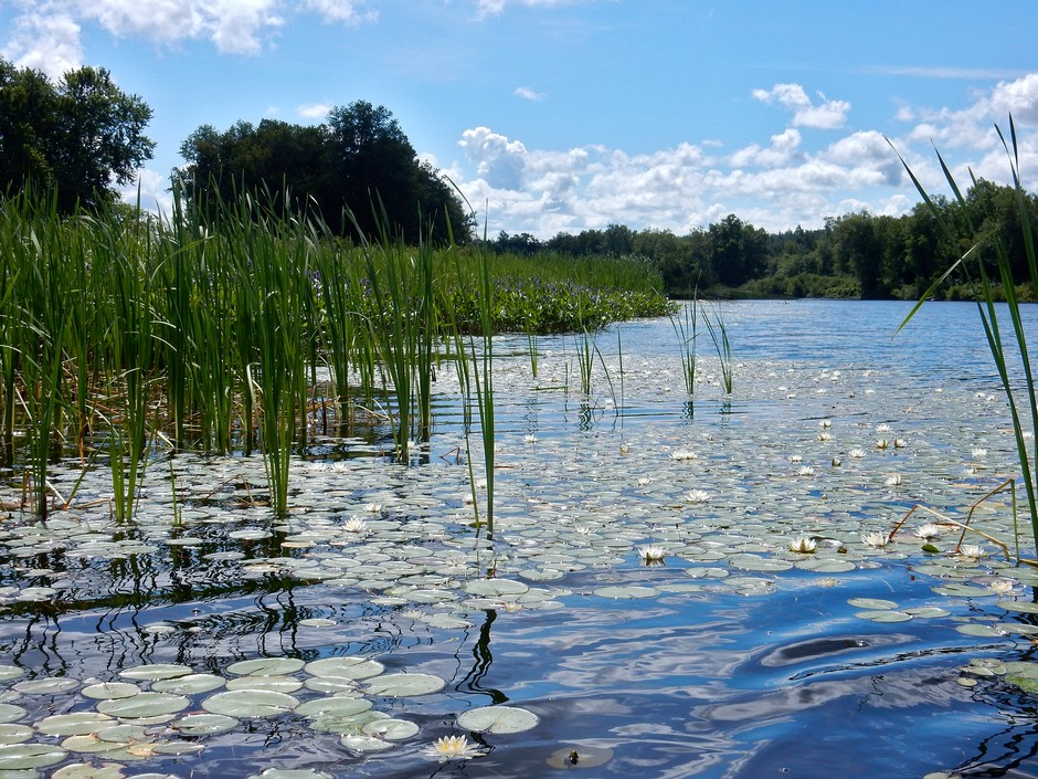 Whitson Lake 1
